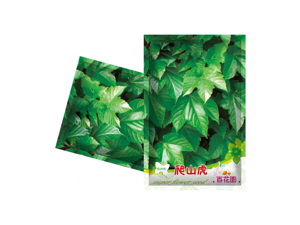 Conjunto 40 Sementes De Creeper Para Plantio Decorativo