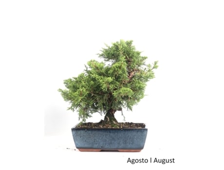 Bonsai Juniperus Itoigawa de 12 Anos LUSO BONSAI