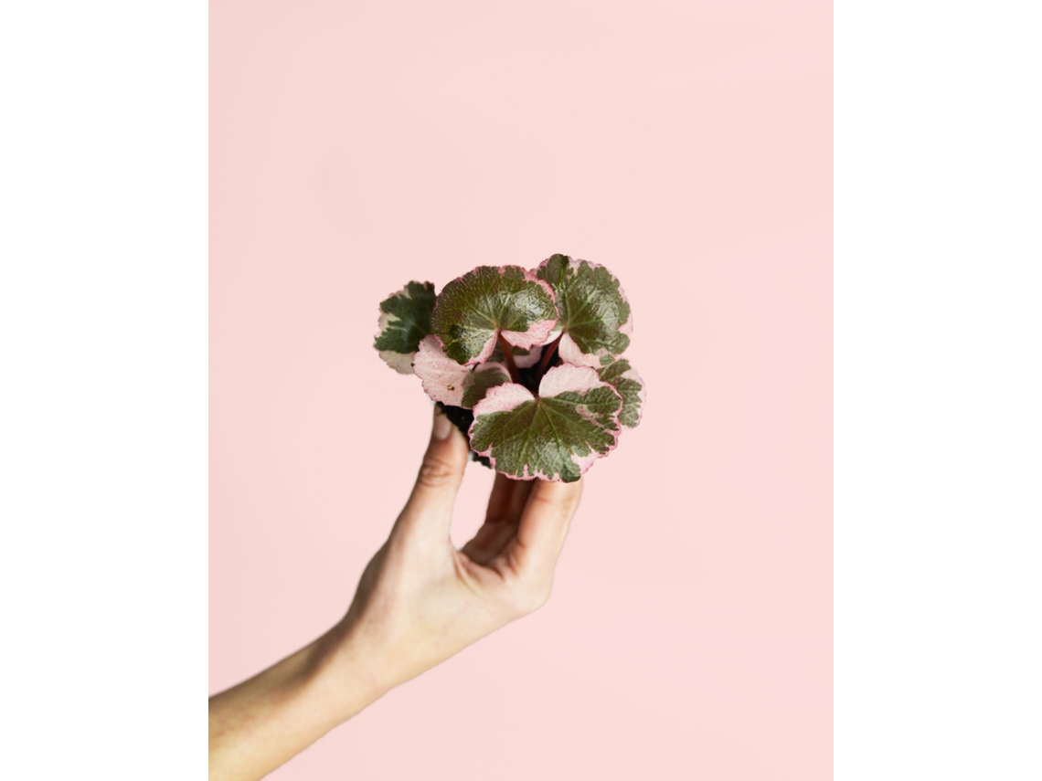 Saxifraga Variegata Pink Mini | Planta Natural De Interior Pendente Com Folhas Verdes E Bordas Rosadas | Pur Plant