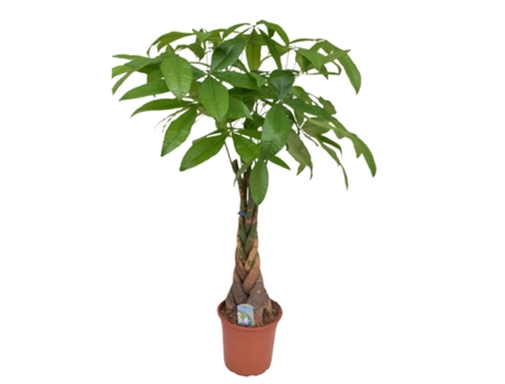 Plantas Verdes PLANT IN A BOX Pachira Aquatica Conjunto de 1 Pote 24Cm Altura 110-120Cm