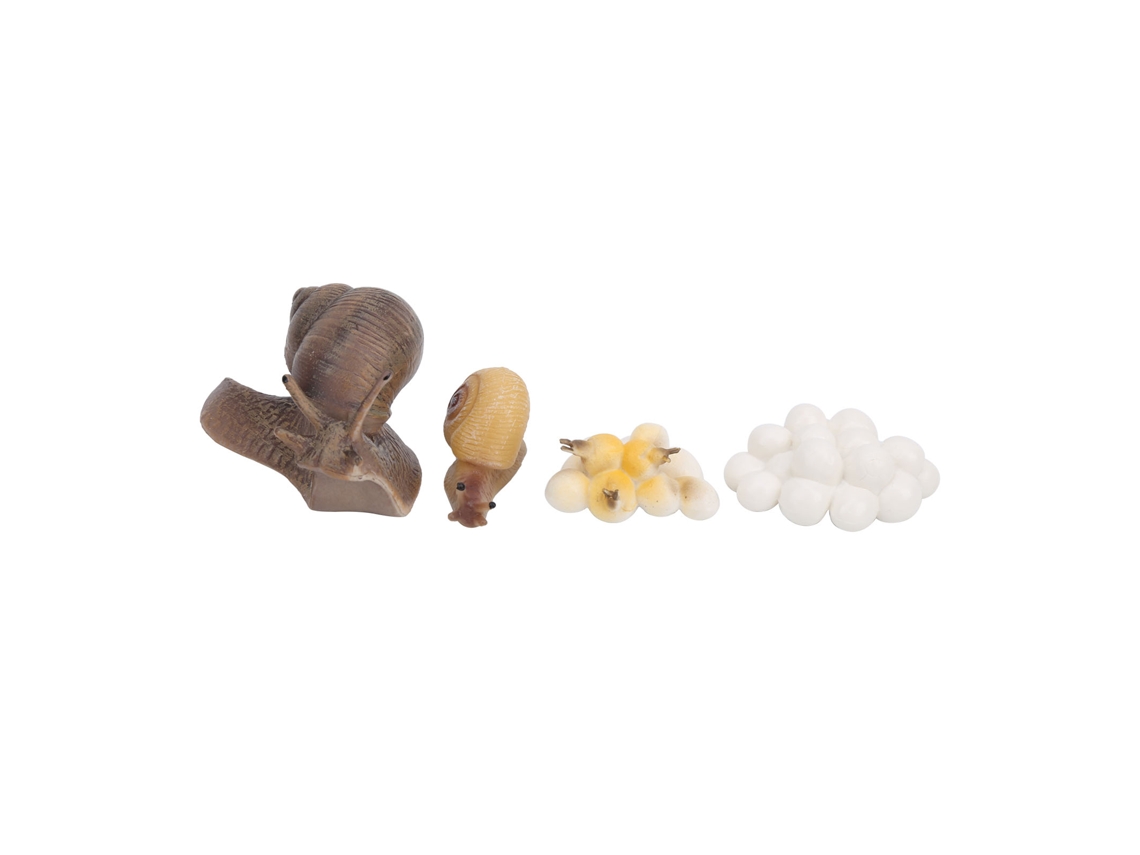 Mali modelo de Ciclo de Vida de Caracol Brinquedo Educativo Crescimento Inseto Infantil