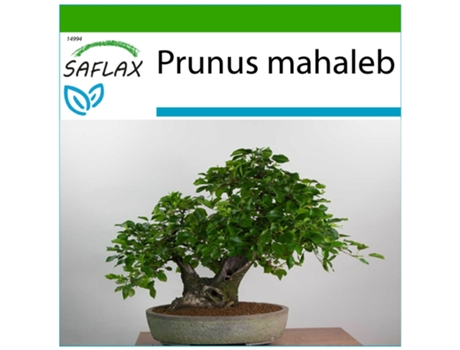 SAFLAX Cerejeira Prunus Mahaleb 30 Sementes com Substrato de Cultivo Livre de Germes