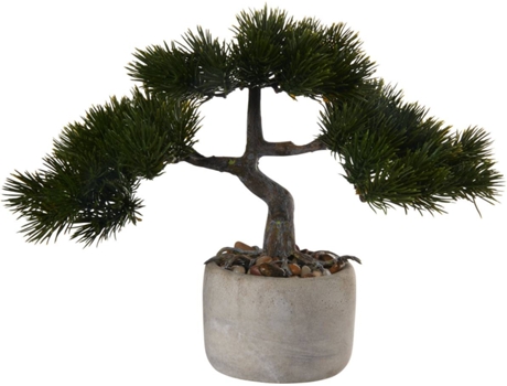 alberta spruce bonsai Just Dandy Hinoki Cypress