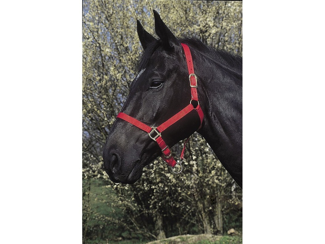 Halter Riding World