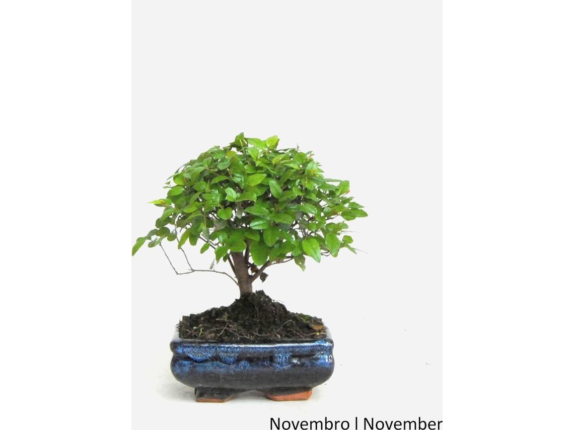 Bonsai LUSO BONSAI Sageretia de 5 Anos