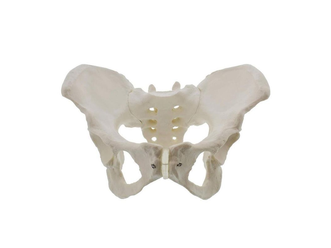 Modelo De Pelvis Femenina Em Escala Real, Modelo De Anatomia Pelviana Osso Da Cadera Mulher