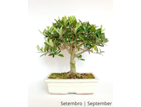 Bonsai Oliveira de 12 Anos LUSO BONSAI