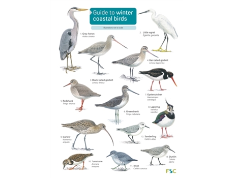 Livro guide to winter coastal birds de sue loughran (inglês)