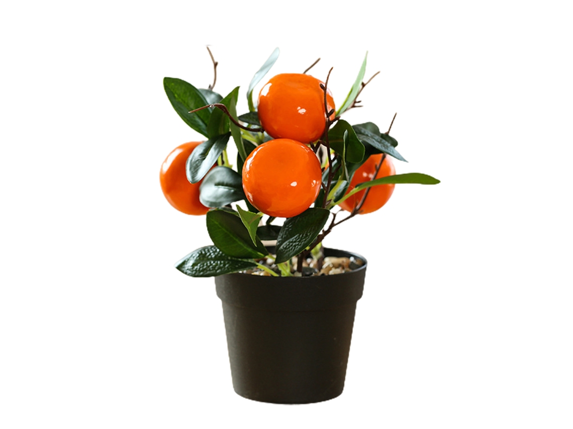 Mini Bonsai Kumquat de Fruta Nova em Vaso de Plástico ou Espuma LAXISCREED
