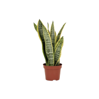 Plantas Naturais