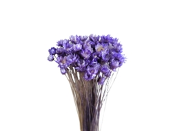 30 Unidades De Flor Seca De Margarida Allinless
