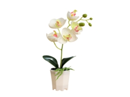 Planta de orquídea Phalaenopsis com vaso para decoração LAXISCREED