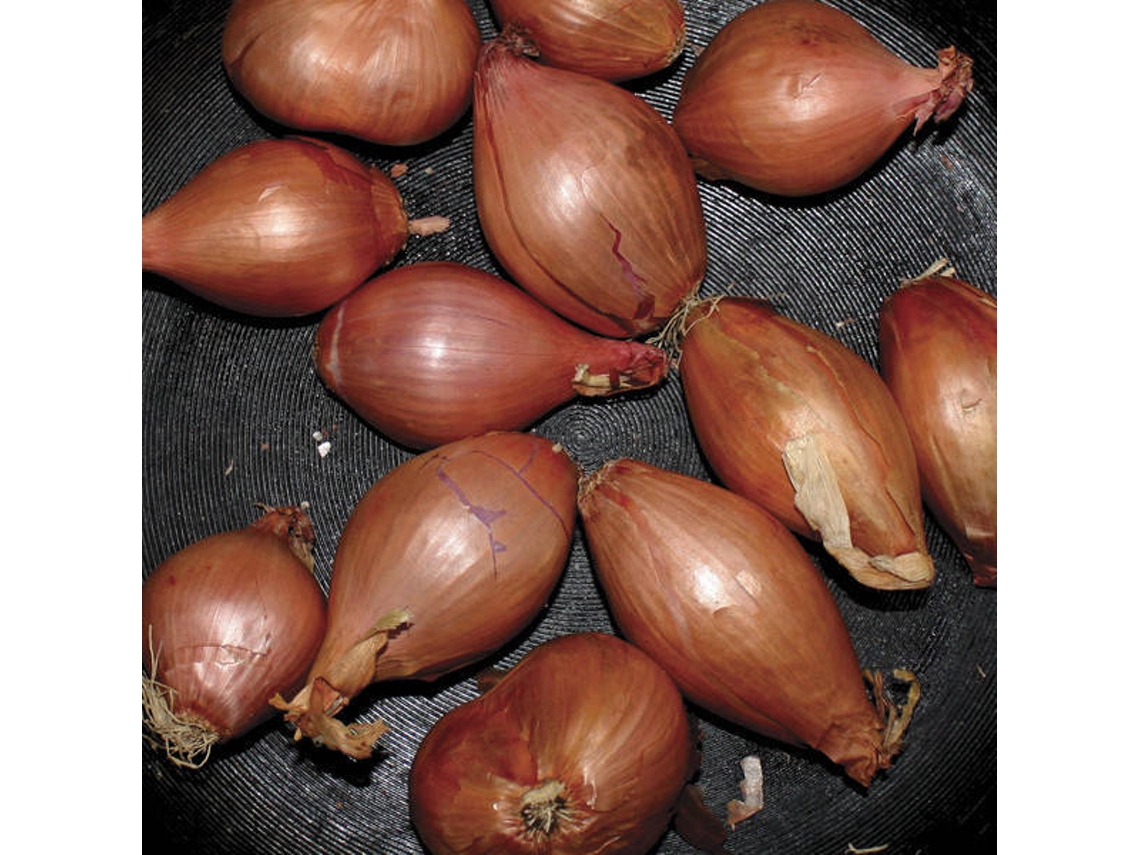 Vinil Ty Segall - Fried Shallots