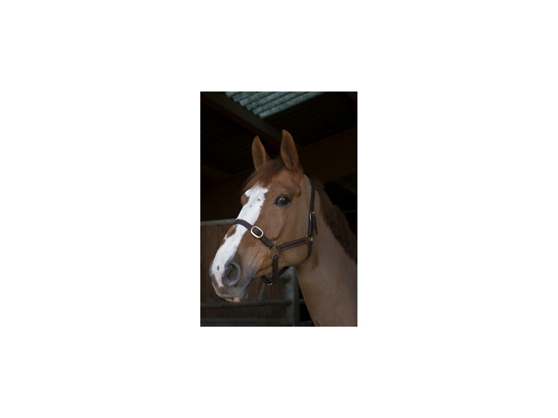 Cabresto para cavalos Norton Club Cuir