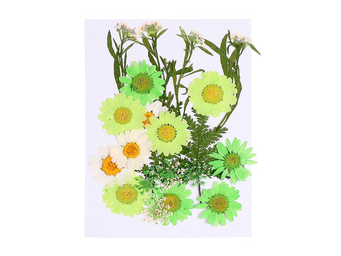 23 Unidades de Flor Seca ALLINLESS