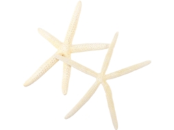 Conjunto De 2 Estrelas Do Mar Naturais Para Decoração De Casamento E Casa, Adereço Fotográfico Exclusivo E Enfeite Gokoco