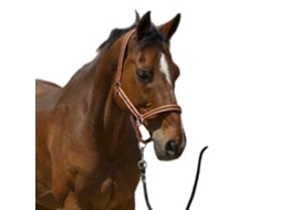 Cabeçada Satine Castanho Shetlandnorton Equestrian