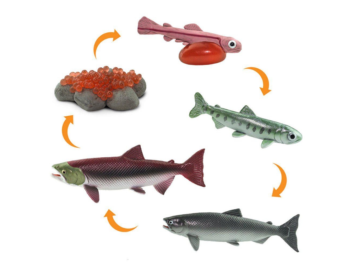 SAFARI Life Cycle Salmon