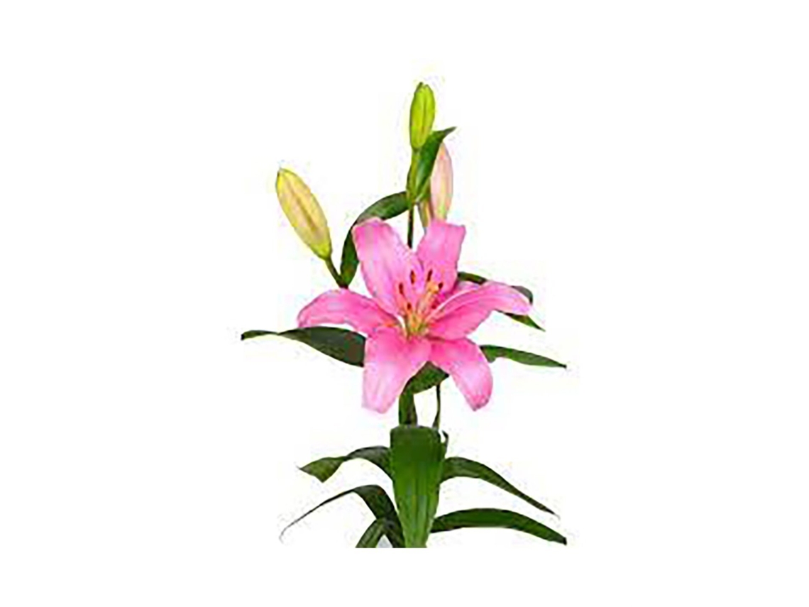 Liliums La | Flor Natural | Ramo De 10 Tallos | 80cm De Alto Rosa