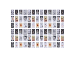 Mali baralhos de Tarot Wild Baralho de Tarot Divinação Papel Holográfico Jogo de Tabuleiro