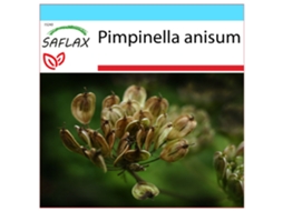 SAFLAX Conjunto de Presente Anis Pimpinella Anisum 200 Sementes com Caixa de Presente Etiqueta de Envio Vale-Presente e Meio de Cultivo
