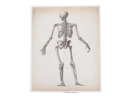 Gráfico de Anatomia Humana ALLINLESS