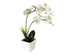 9Un Luz Orquídea ALLINLESS