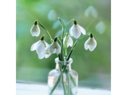 Livro Memo Block Snowdrop de Peony Press (Inglês)
