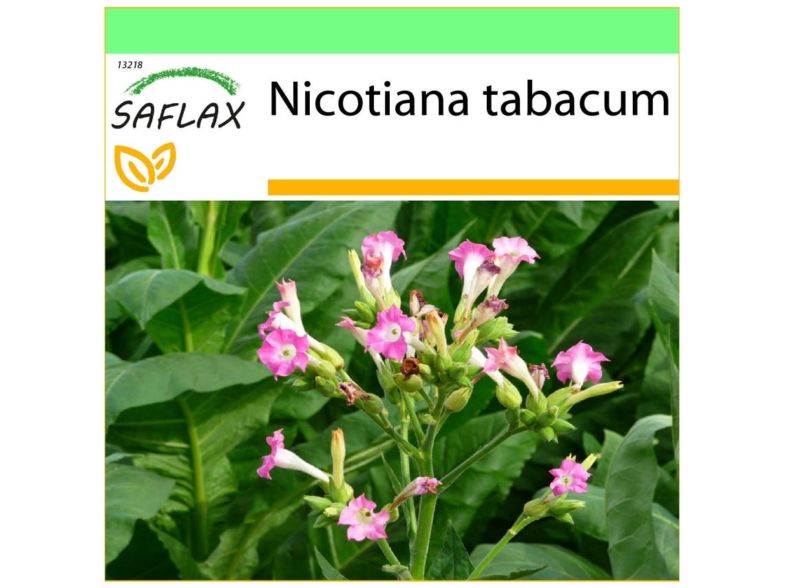 SAFLAX Garden To Go Tabaco Virgínia Genuíno Nicotiana Tabacum 250 Sementes com Vaso Tampa Climática e Substrato de Cultivo
