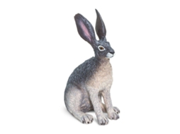 SAFARI American Desert Hare