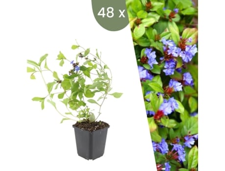 | 48 Plantas De Chumbo | Ceratostigma Plumbaginoides | Cobertura Do Solo Hardy | Perenes Hardy | Plantas De Jardim Hardy Plants By Frank