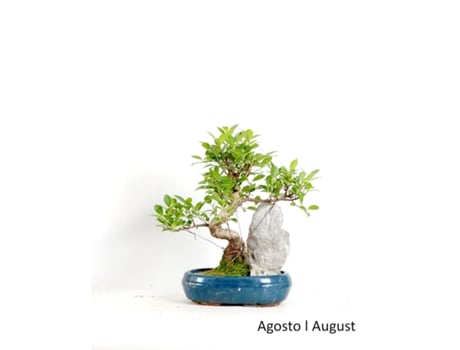 Bonsai Ficus Tiger Bark de 12 Anos com Rocha LUSO BONSAI