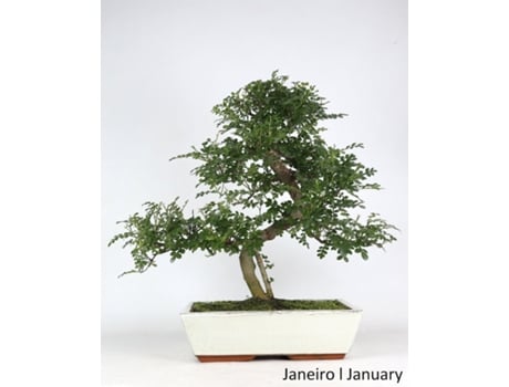Bonsai Operculicarya de 17 Anos LUSO BONSAI