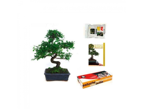 Pack De Iniciação Ao Bonsai Zelkova 8 Anos