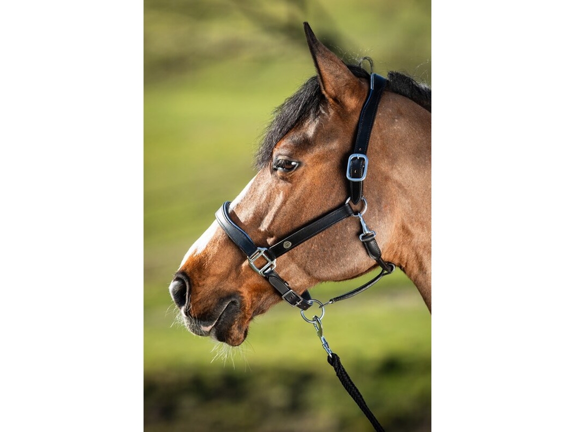 Cabresto de couro para cavalos HFI Two-Tone