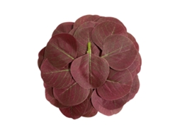 Laxiscreed Pack De 50 Folhas Artificiais De Eucalipto Vermelho Para Decoração De Casas E Eventos