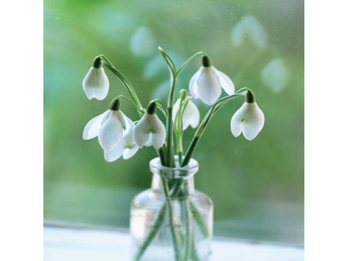 Livro Memo Block Snowdrop de Peony Press (Inglês)