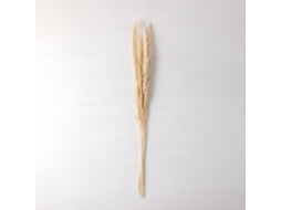 Sklum Pack De 6 Ramos Secos Decorativos Megina Fibra Vegetal Beige Creme