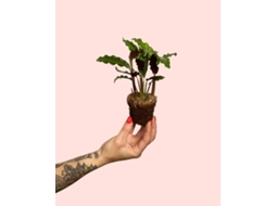 Calathea Rufibarba Mini | Planta Natural Calathea Velvet Tropical | Pur Plant
