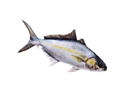 GABY The Amberjack Giant