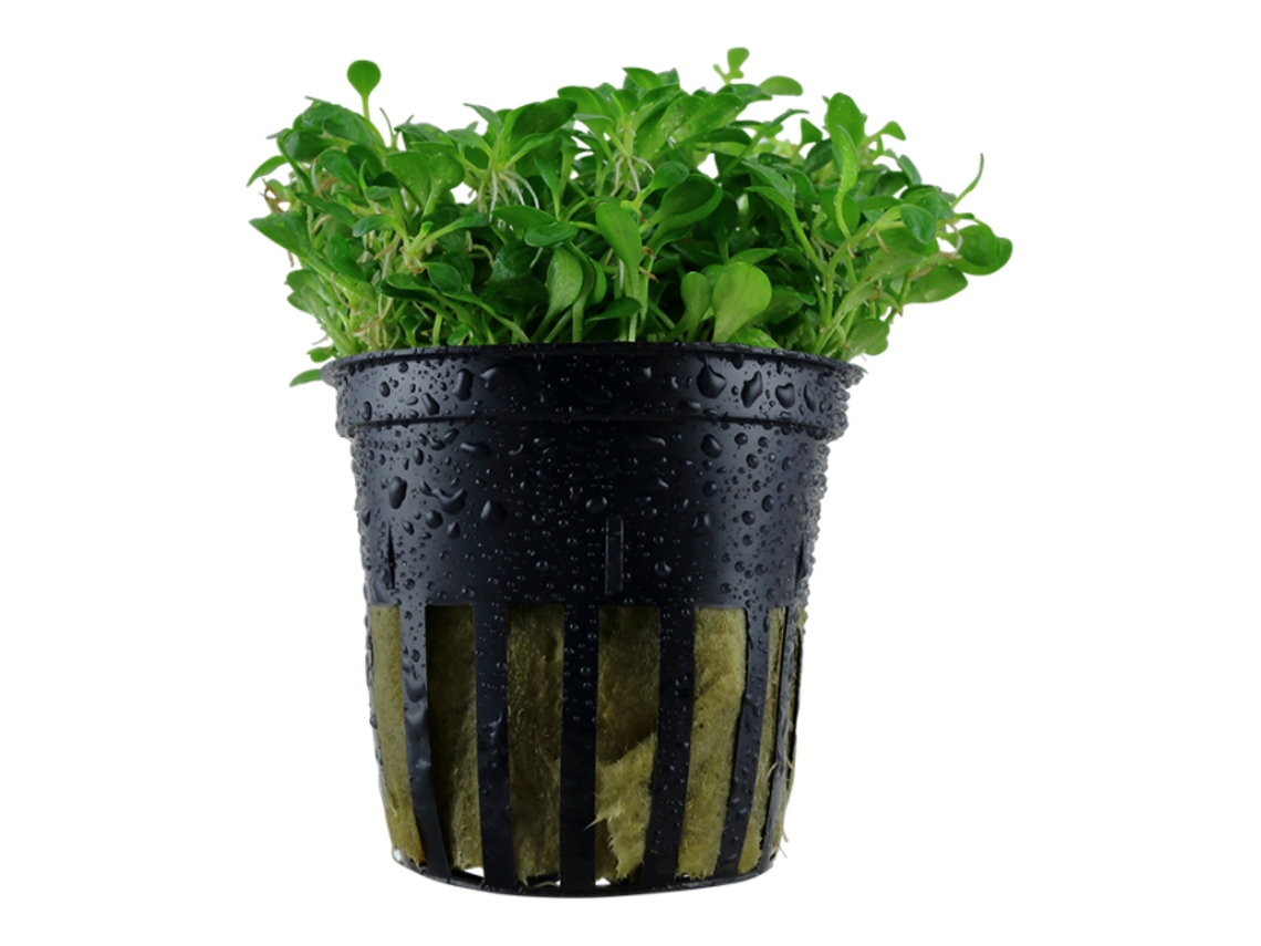 Glossostigma Elatinoides
