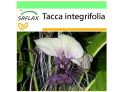 SAFLAX Garden To Go Flor de Morcego Branca Tacca Integrifolia 10 Sementes com Vaso Tampa Climática e Substrato de Cultivo