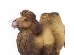 SAFARI Bactrian Camel