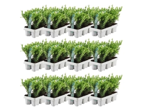 72 Azevinho | Plantas de sebe resistentes | 72 x Ø7 cm - 15 cm Ilex crenata Jenny | Plantas de sebe | Buxo de substituição | Buxo