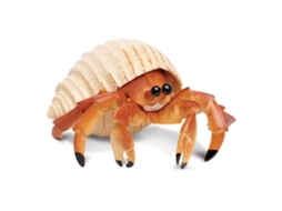 SAFARI Hermit Crab