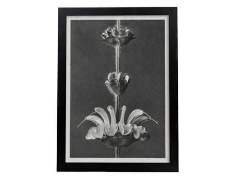 Lémina Black And Black Floor 26. Pósters Com Ilustrações De Flores E Plantas Em Tons Cinzentos. Sem Quadro