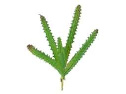 Planta Suculenta Artificial de Pvc para Decoração de Mesa | S/MARCA