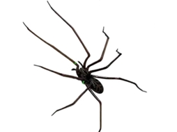 Magnetes De Aranha Assustadoras 3,8 Polegadas - Material Magnético Forte, Reutilizáveis E Detalhes Ultra-realistas