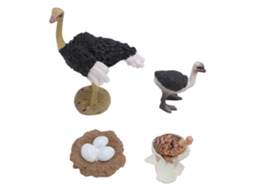 Mali figura Ciclo de Vida do Avestruz Pvc Realista Brinquedo Educativo para Crianças