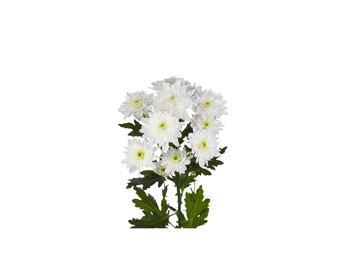Margarida Crisântemo | Flor Natural | Crisântemo Euro | Buquê de 5 hastes | 70cm de altura Branco